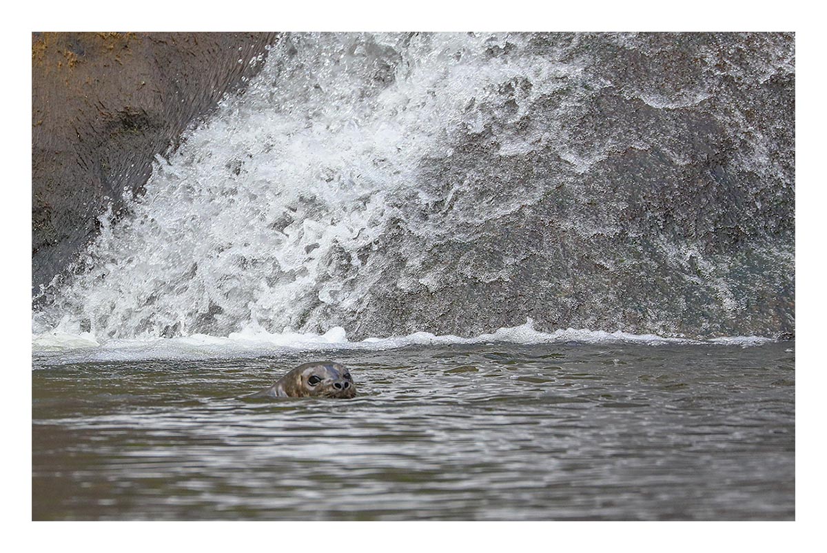 Seals