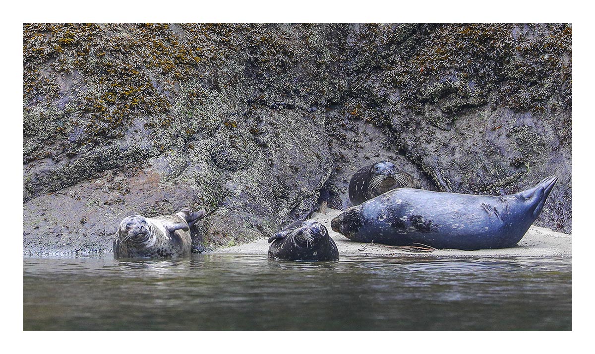 Seals