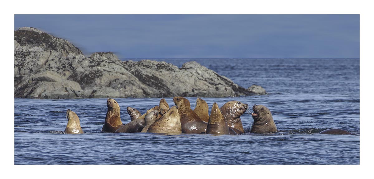 Seals