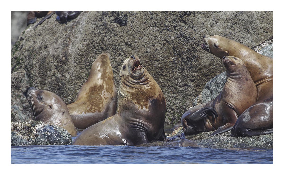 Seals