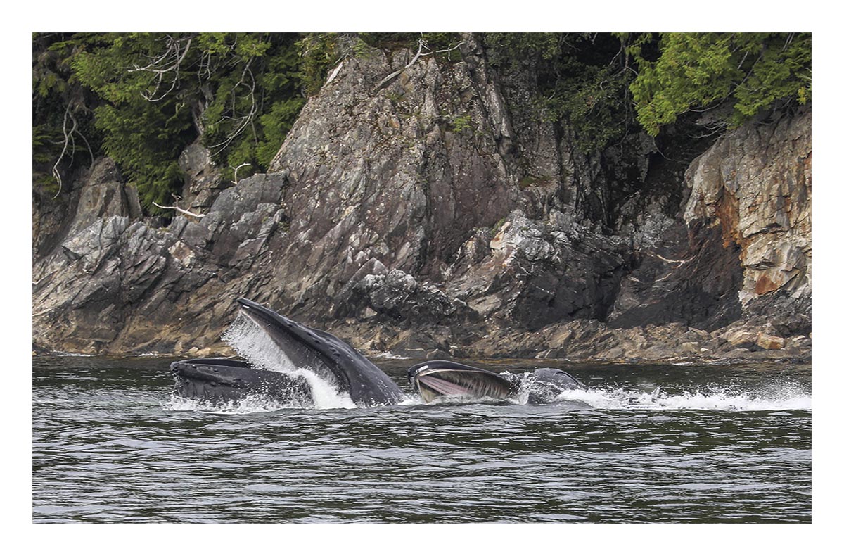 Humpback Whale