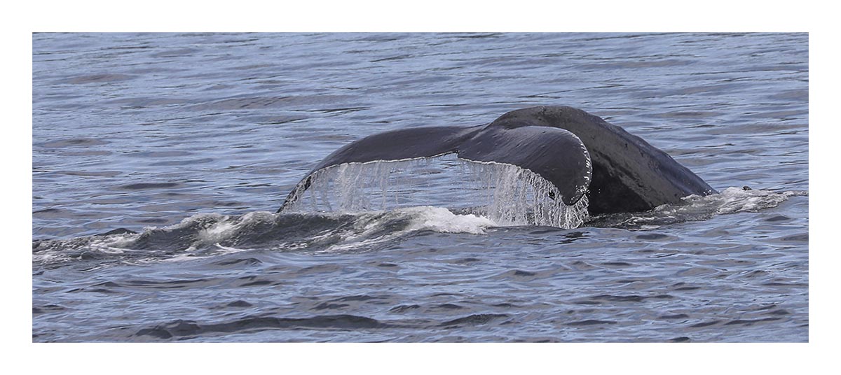 Humpback Whale