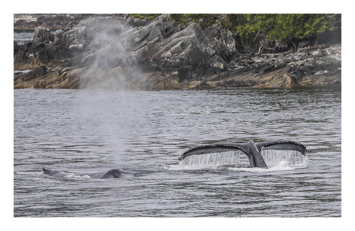 Humpback Whale