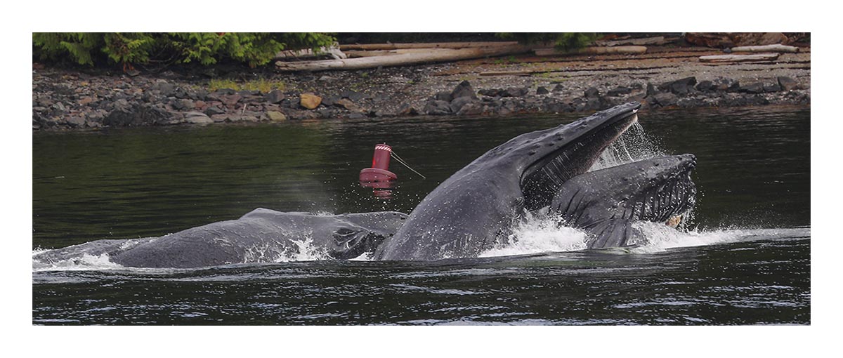 Humpback Whale