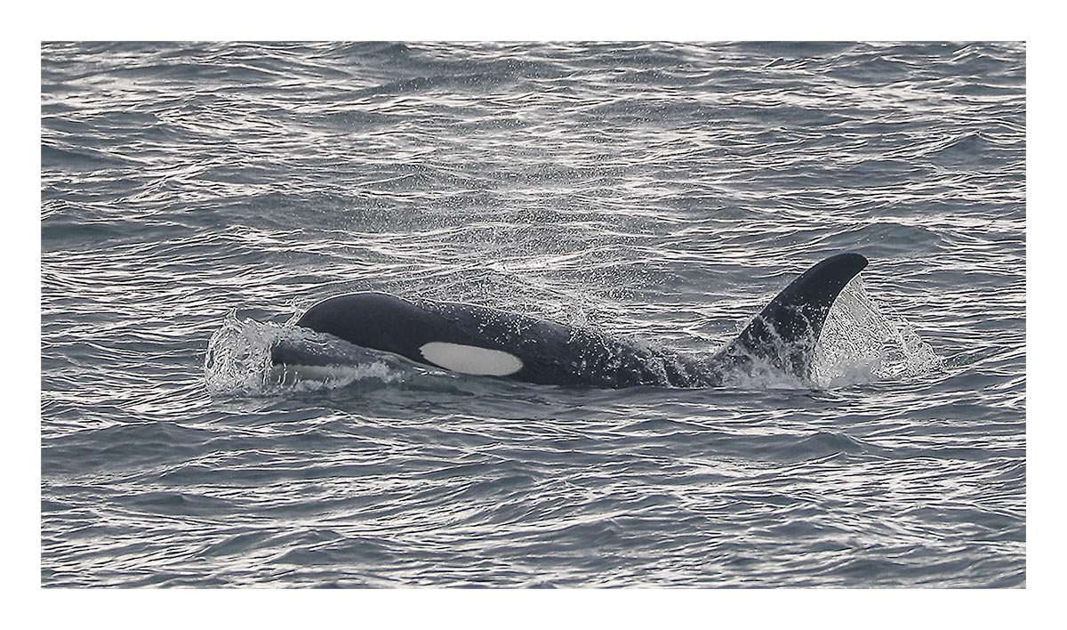 Killer Whale
