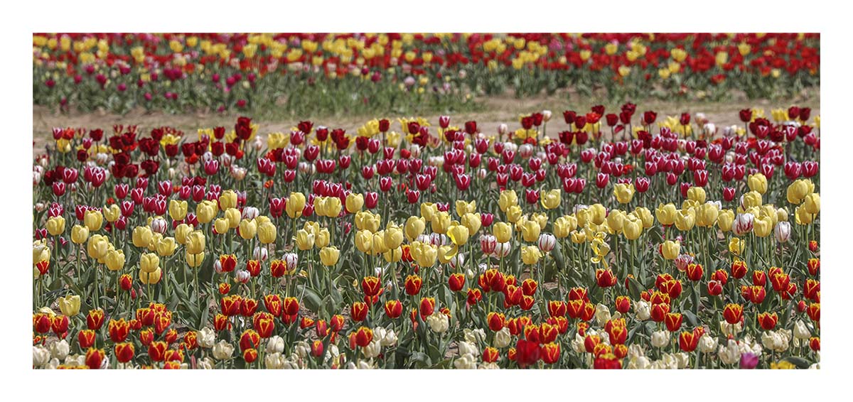 Tulip Festival