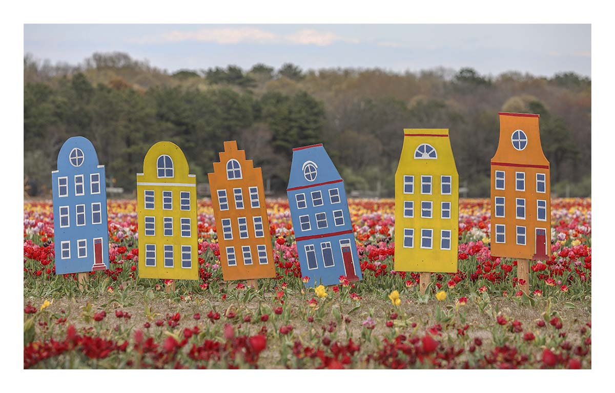 Tulip Festival