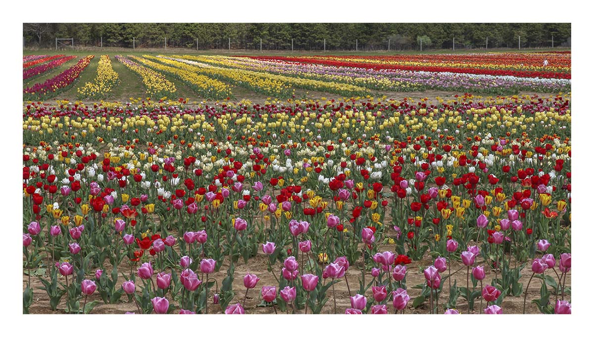 Tulip Festival