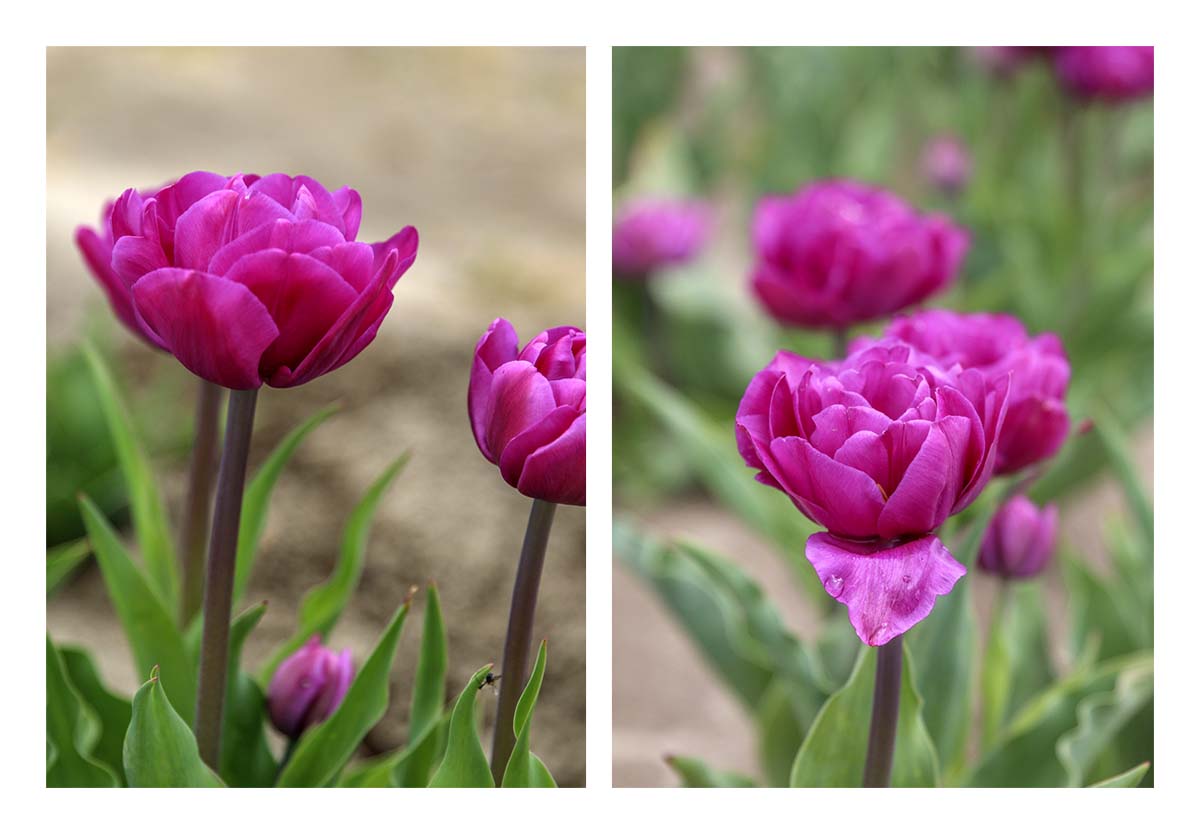 Tulip Festival