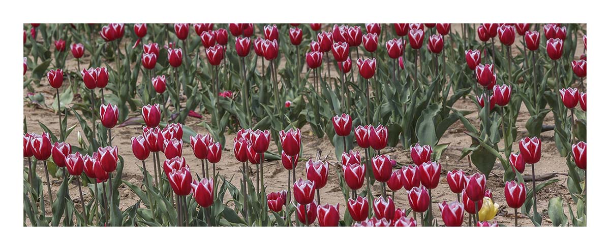 Tulip Festival