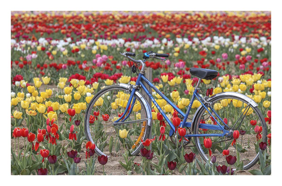 Tulip Festival