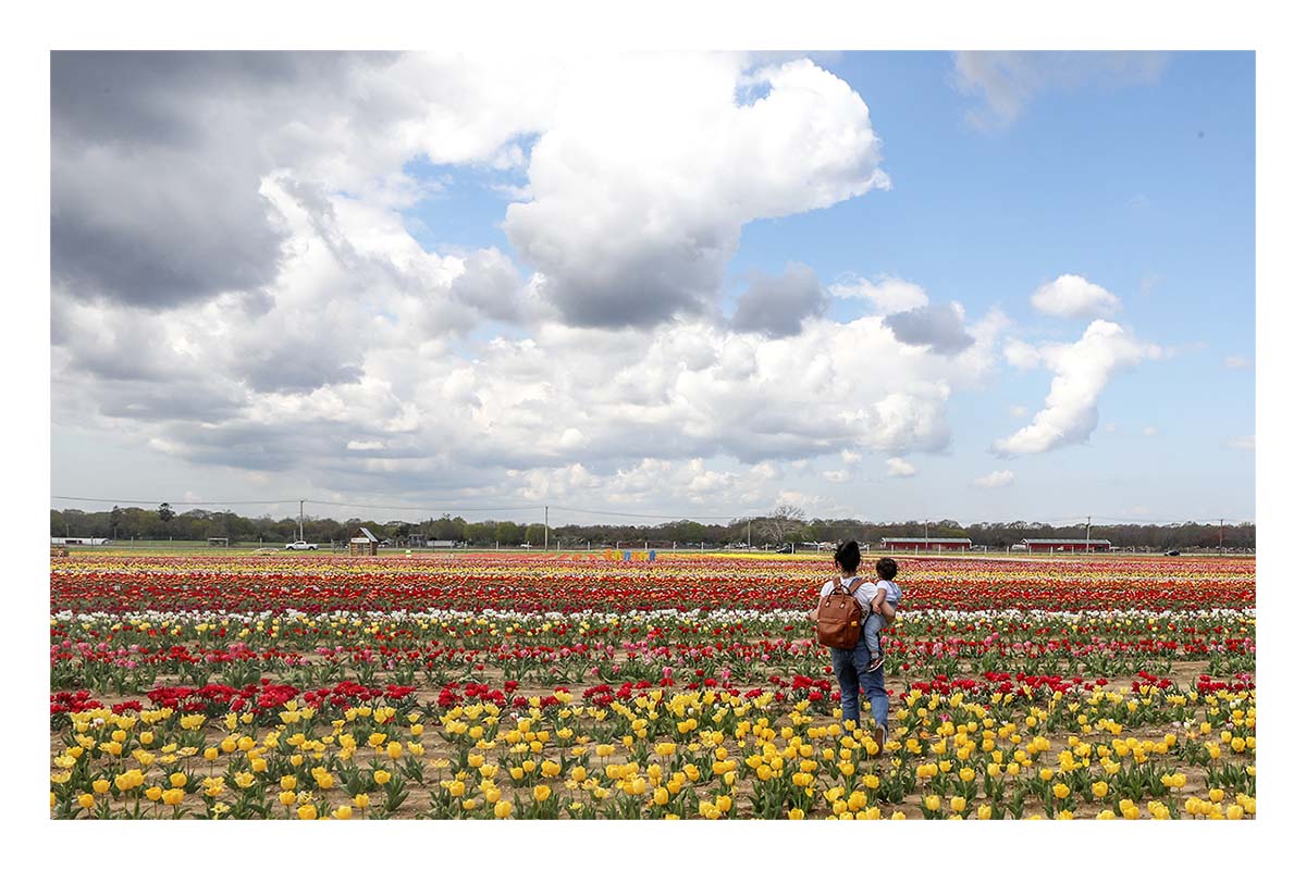 Tulip Festival