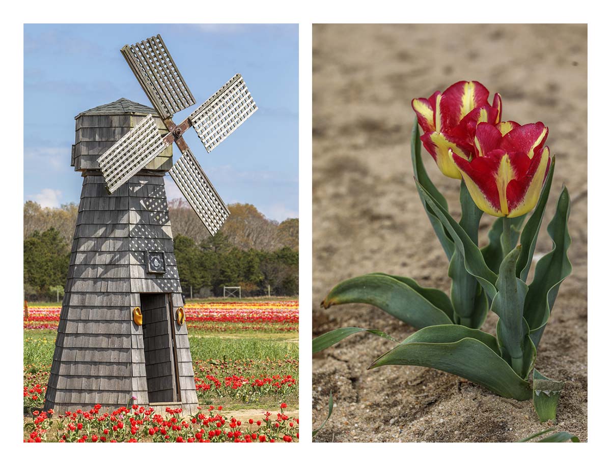 Tulip Festival