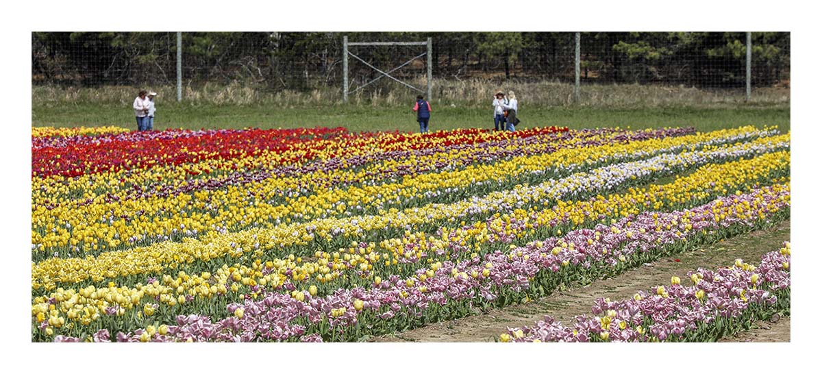 Tulip Festival