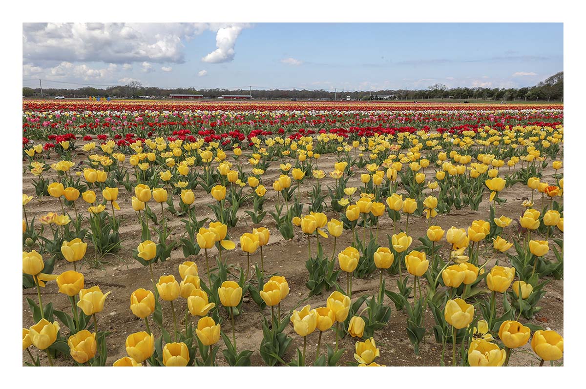 Tulip Festival