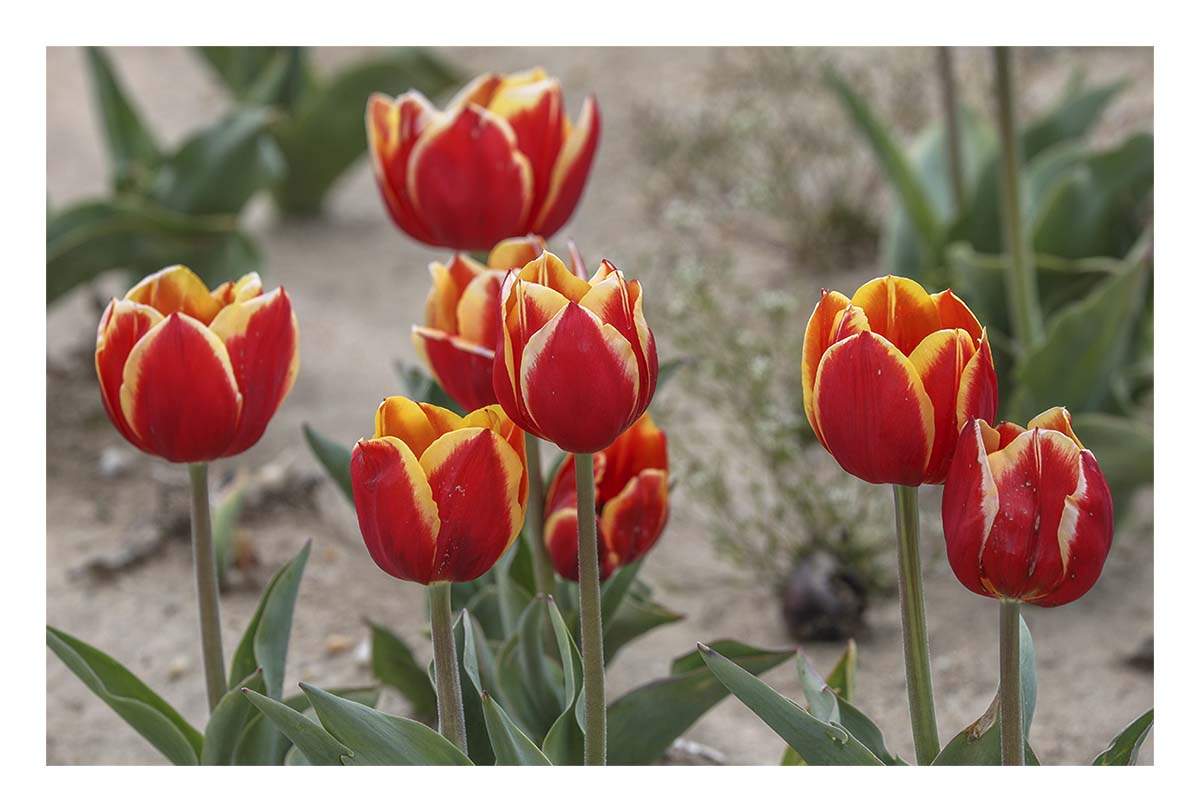 Tulip Festival