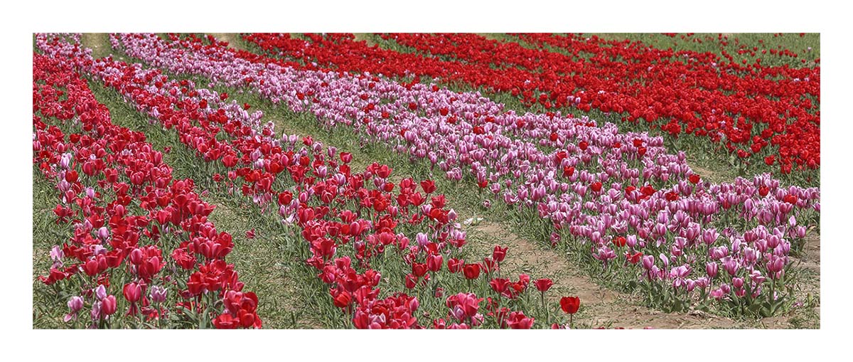 Tulip Festival