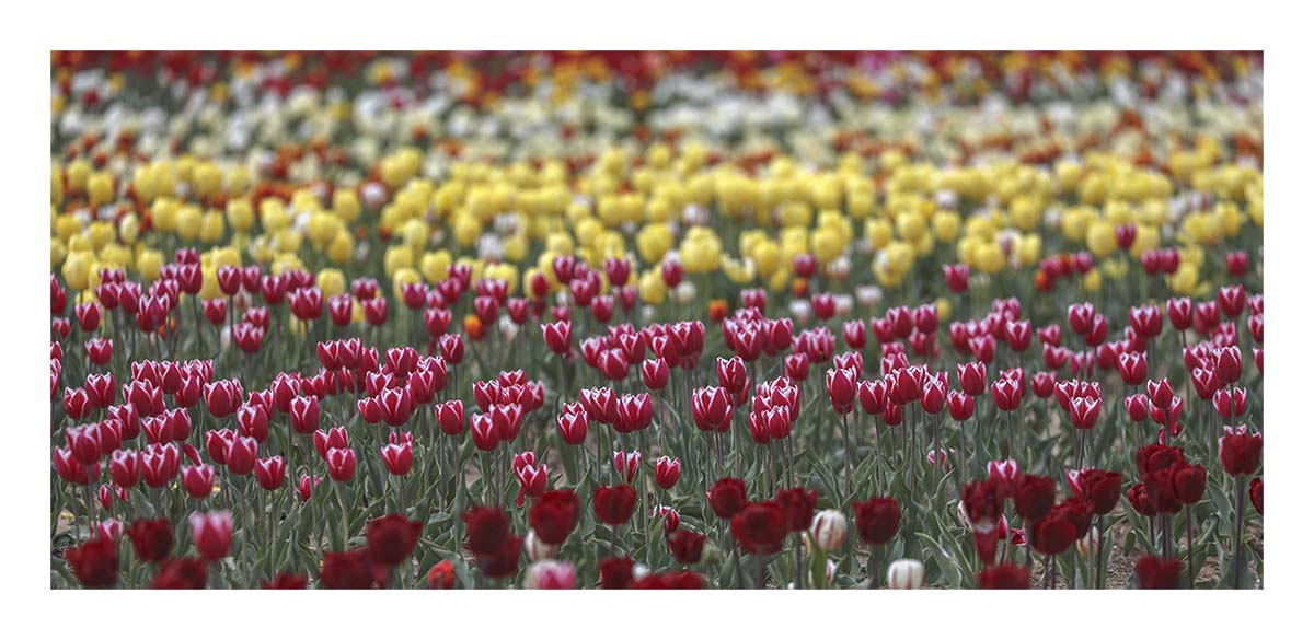 Tulip Festival