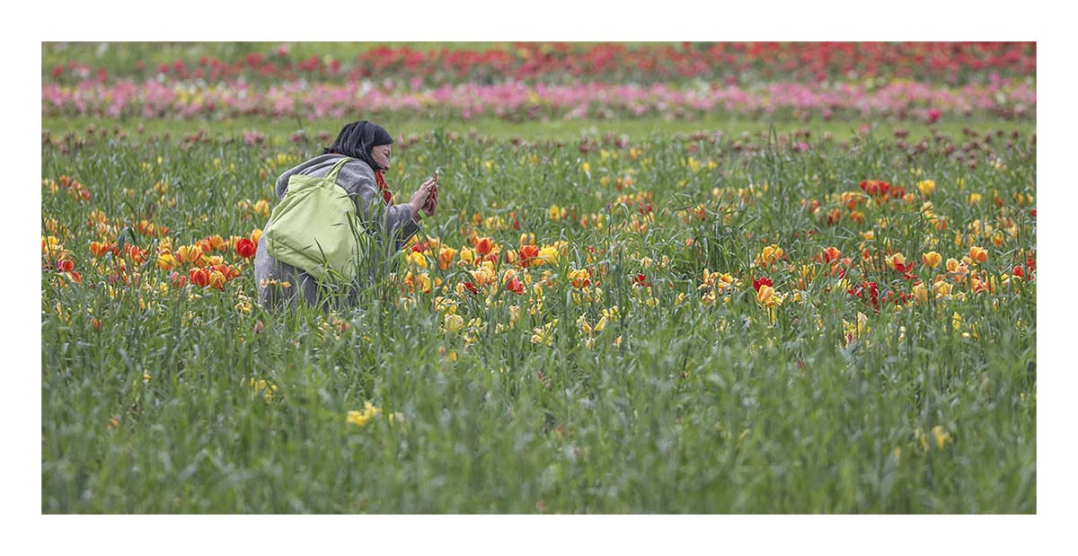 Tulip Festival