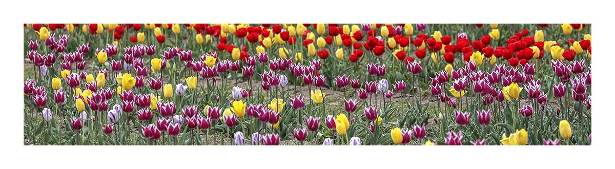 Tulip Festival
