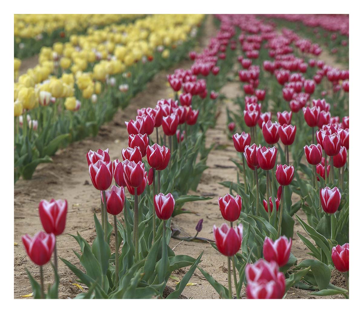 Tulip Festival