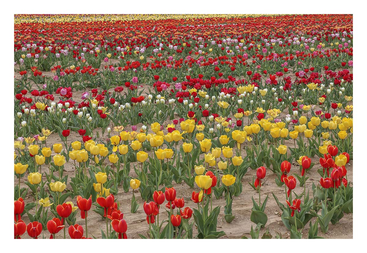 Tulip Festival