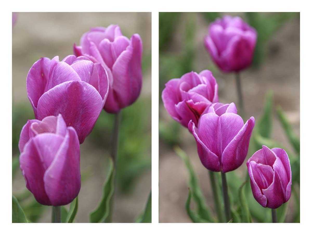 Tulip Festival