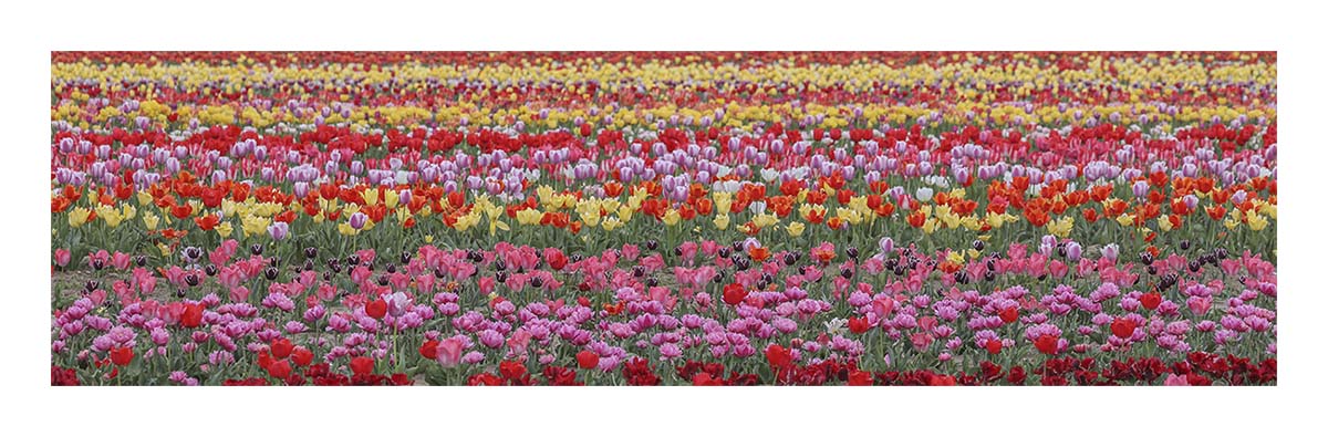 Tulip Festival
