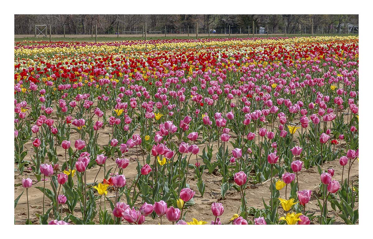 Tulip Festival