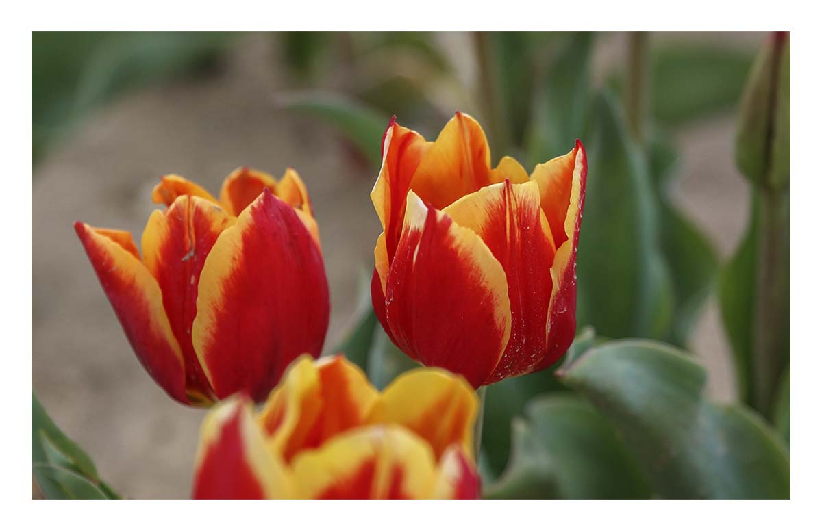 Tulip Festival