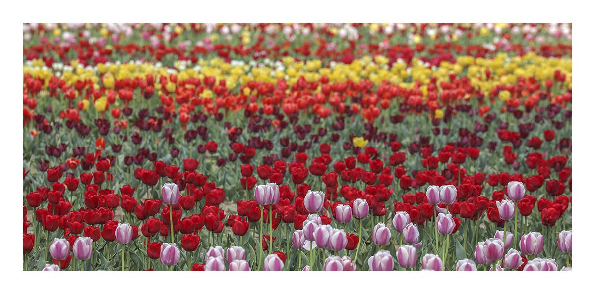 Tulip Festival