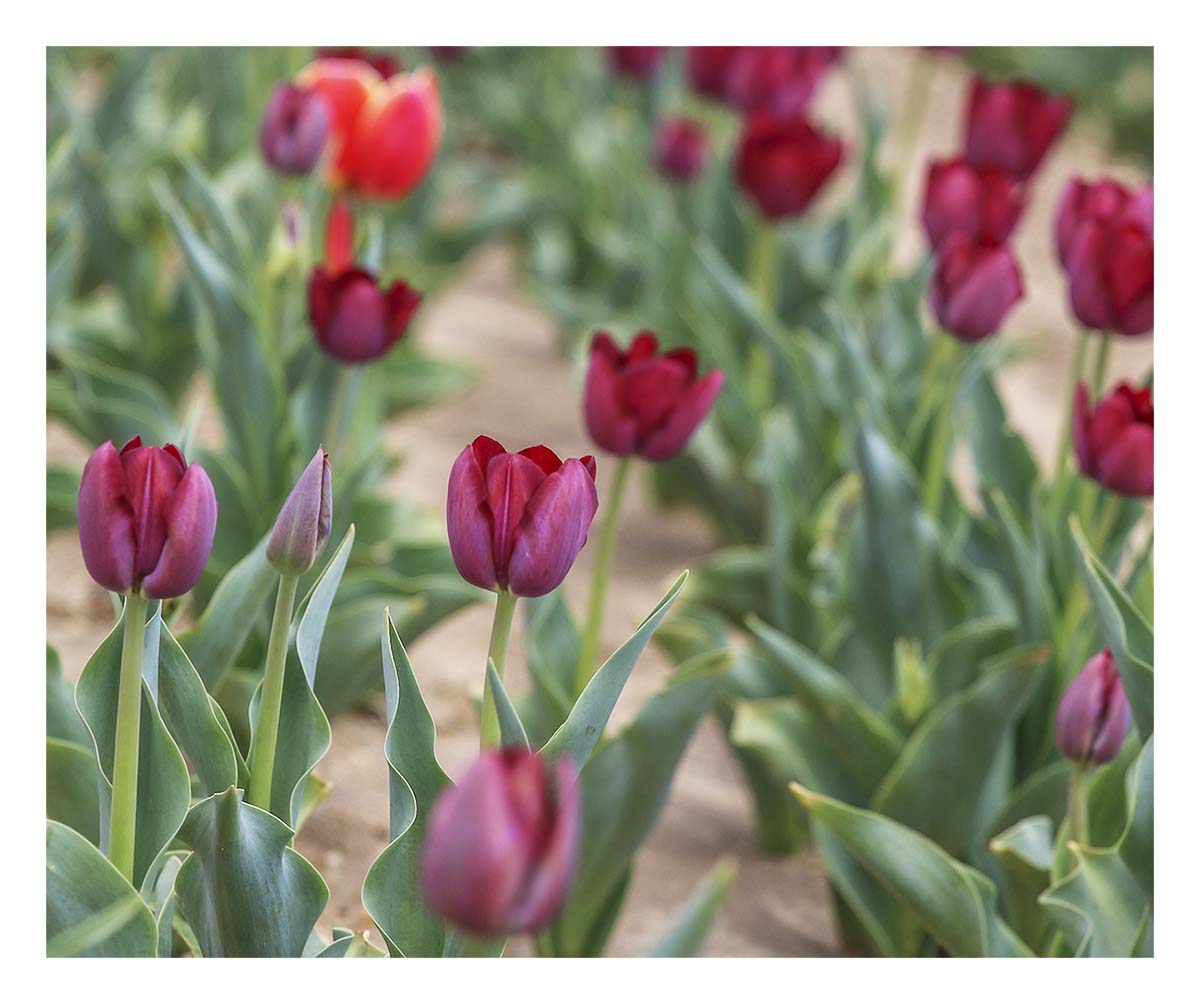 Tulip Festival