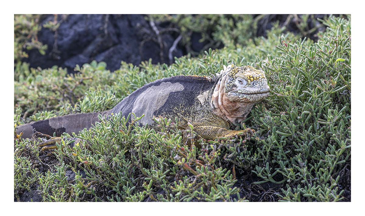 Galapagos