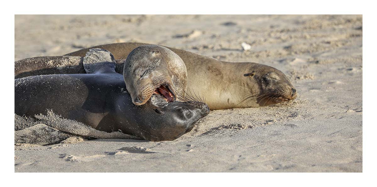 Galapagos